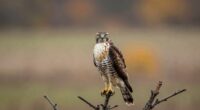 close up distant detailed images